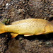 European Carp - Photo (c) Austin D West, some rights reserved (CC BY-NC), uploaded by Austin D West