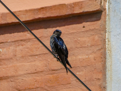 Southern Martin photo 4