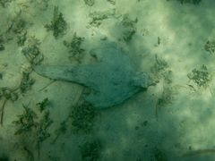 Ogcocephalus nasutus