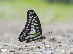 Graphium bathycles