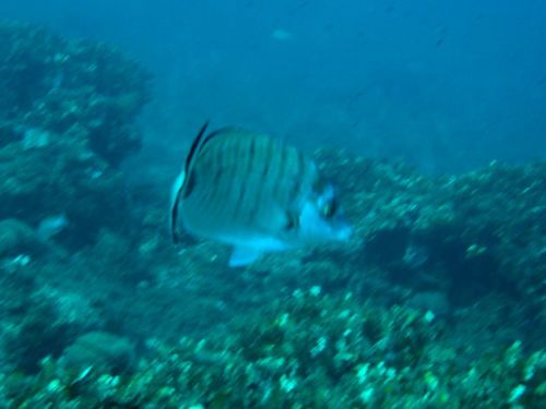 Diplodus puntazzo