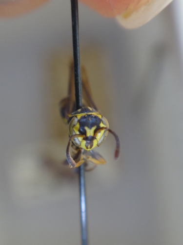 Protopolybia acutiscutis