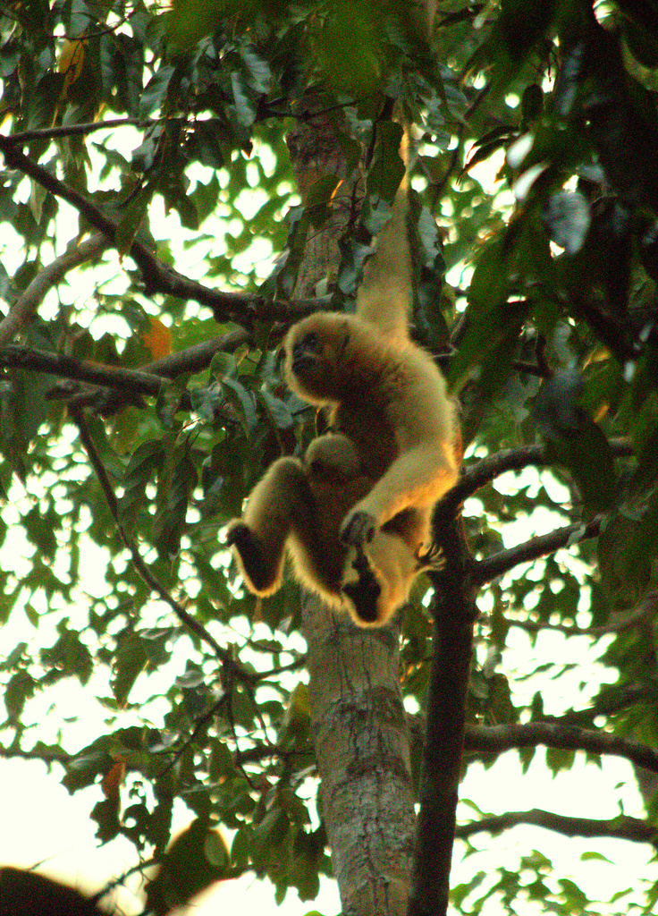 Northern Yellow-Cheeked Crested Gibbon