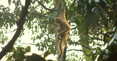 Northern Yellow-Cheeked Crested Gibbon photo 2