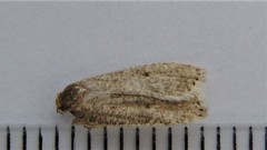 Psilocorsis reflexella