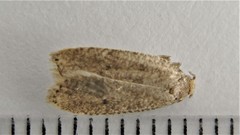 Psilocorsis reflexella