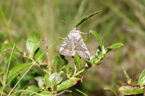 Similar Underwing photo 5