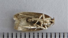 Psilocorsis reflexella