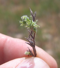 Harpagonella palmeri