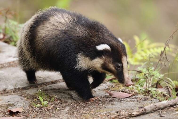 Northern Hog-Badger