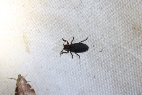 Pilose Checkered Beetle photo 5