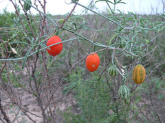 Trochomeria