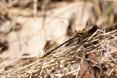 Phanogomphus exilis