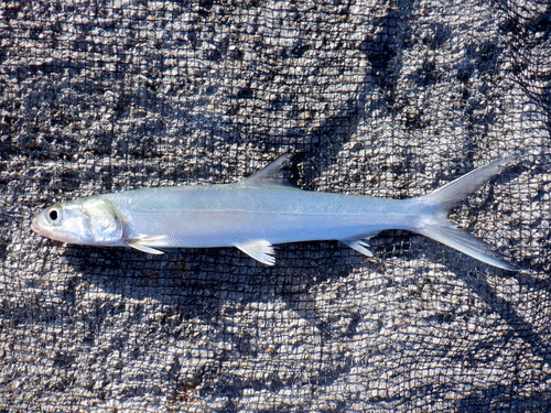 Ladyfish
