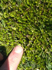 Leptostigma setulosum