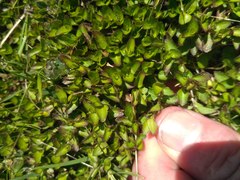 Leptostigma setulosum