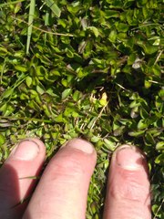 Leptostigma setulosum