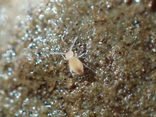 Family Arrhopalitidae · iNaturalist