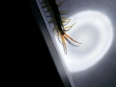 Scolopendra mutilans