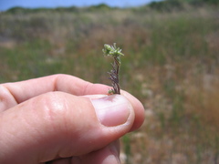 Harpagonella palmeri