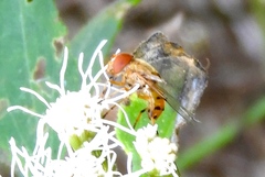 Copestylum sexmaculatum