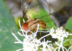 Copestylum sexmaculatum