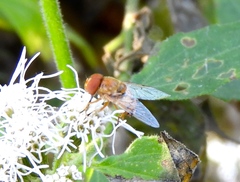 Copestylum sexmaculatum