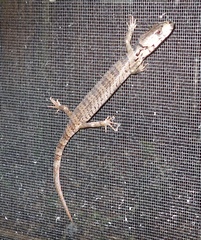 Cyclodomorphus gerrardii