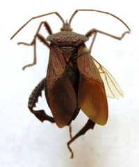 Acanthocephala bicoloripes