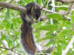 Sciurus colliaei