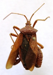 Acanthocephala bicoloripes