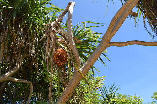 Pandanus daitoensis iNat (1)