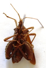 Acanthocephala bicoloripes