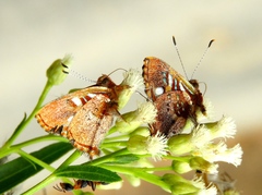 Anteros carausius carausius