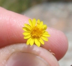 Pentachaeta aurea