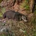 Otter Civet - Photo (c) Royle Safaris, some rights reserved (CC BY-NC), uploaded by Royle Safaris