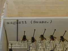 Brachygastra augusti