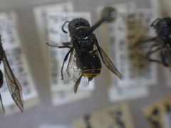 Brachygastra augusti