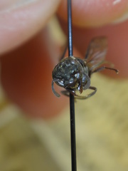 Brachygastra augusti