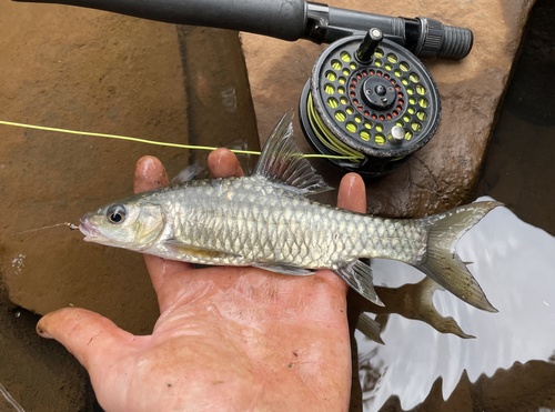 Pangani barb (Labeobarbus oxyrhynchus) — Cyprinidae — 4
