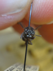 Brachygastra scutellaris