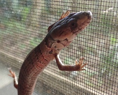 Cyclodomorphus gerrardii