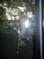 Cyclodomorphus gerrardii