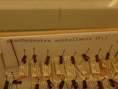 Brachygastra scutellaris