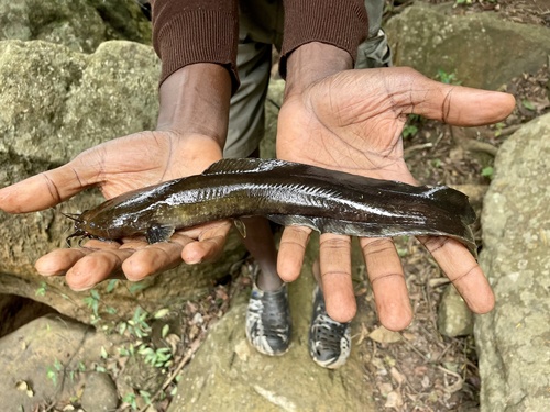 Gladkop-meerval (Clarias liocephalus) — Clariidae — 5