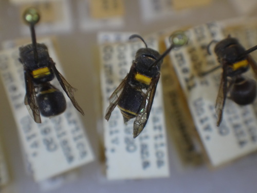 Brachygastra scutellaris