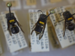 Brachygastra scutellaris