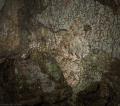 Myrioblephara desumpta