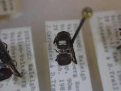 Brachygastra scutellaris