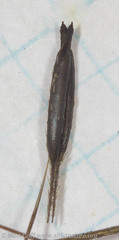 Osmorhiza purpurea